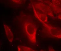 Anti-MEK6 (phospho Ser207) antibody used in Immunocytochemistry/ Immunofluorescence (ICC/IF). GTX50204