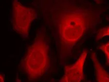 Anti-eIF2 alpha (phospho Ser48) antibody used in Immunocytochemistry/ Immunofluorescence (ICC/IF). GTX50342
