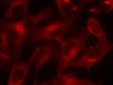 Anti-eIF4E antibody used in Immunocytochemistry/ Immunofluorescence (ICC/IF). GTX50553