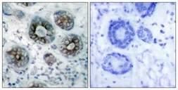 Anti-GAP43 antibody used in IHC (Paraffin sections) (IHC-P). GTX50592