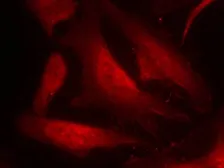 Anti-CDC25C (phospho Ser216) antibody used in Immunocytochemistry/ Immunofluorescence (ICC/IF). GTX50689
