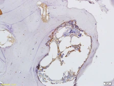 Anti-Osteopontin antibody used in IHC (Paraffin sections) (IHC-P). GTX50974