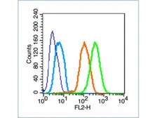 Anti-Neuroligin 1 + Neuroligin 2 antibody used in Flow cytometry (FCM). GTX51022