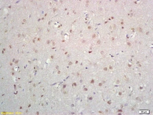 Anti-OAZ antibody used in IHC (Paraffin sections) (IHC-P). GTX51259
