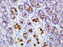 Anti-FCGBP antibody used in IHC (Paraffin sections) (IHC-P). GTX51347