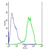 Anti-ENPP3 antibody used in Flow cytometry (FCM). GTX51518