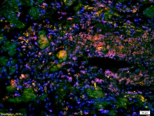 Anti-Spindly antibody used in IHC (Paraffin sections) (IHC-P). GTX51534