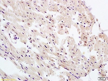 Anti-UBL7 antibody used in IHC (Paraffin sections) (IHC-P). GTX51584