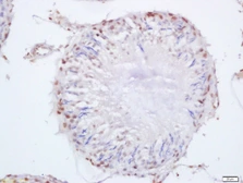 Anti-SEPT14 antibody used in IHC (Paraffin sections) (IHC-P). GTX51822