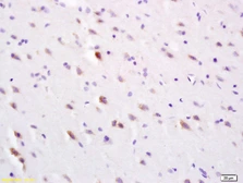 Anti-SLC30A3 antibody used in IHC (Paraffin sections) (IHC-P). GTX52009