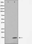 Anti-Histone H4 antibody used in Western Blot (WB). GTX52365
