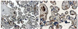 Anti-Angiopoietin 1 antibody [26B10] used in IHC (Paraffin sections) (IHC-P). GTX52472