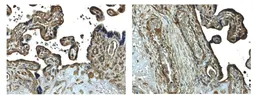 Anti-MMP14 antibody [9E10] used in IHC (Paraffin sections) (IHC-P). GTX52480