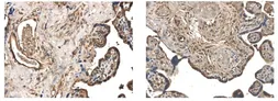 Anti-MMP25 antibody [2B5] used in IHC (Paraffin sections) (IHC-P). GTX52482