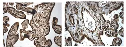 Anti-TGF beta Receptor III antibody [5G9] used in IHC (Paraffin sections) (IHC-P). GTX52508
