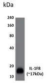 Anti-IL1F8 antibody [2Q27] used in Western Blot (WB). GTX52841