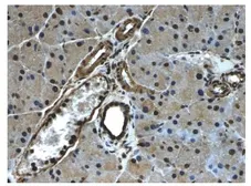 Anti-PDGF Receptor alpha antibody [3G28] used in IHC (Paraffin sections) (IHC-P). GTX53096
