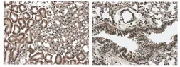 Anti-FLT3 antibody [12B6] used in IHC (Paraffin sections) (IHC-P). GTX53112