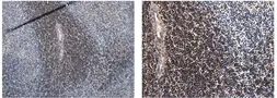 Anti-CD3 antibody [3B19] used in IHC (Paraffin sections) (IHC-P). GTX53118