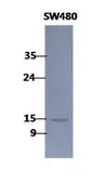 Anti-COTL1 antibody [AT1D6] used in Western Blot (WB). GTX53704