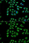 Anti-CD1d antibody used in Immunocytochemistry/ Immunofluorescence (ICC/IF). GTX53911