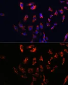 Anti-CD74 antibody used in Immunocytochemistry/ Immunofluorescence (ICC/IF). GTX53927