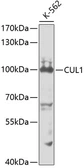 Anti-Cullin 1 antibody used in Western Blot (WB). GTX53945