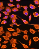 Anti-DTYMK antibody used in Immunocytochemistry/ Immunofluorescence (ICC/IF). GTX54004