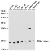 Anti-Frataxin antibody used in Western Blot (WB). GTX54036