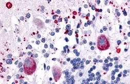 Anti-5-HT7 receptor antibody used in IHC (Paraffin sections) (IHC-P). GTX54050