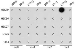 Anti-Histone H3K79me3 (tri-methyl Lys79) antibody used in Dot blot (Dot). GTX54111