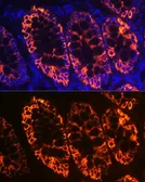 Anti-Cytokeratin 19 antibody used in IHC (Paraffin sections) (IHC-P). GTX54330