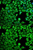 Anti-LTA4H antibody used in Immunocytochemistry/ Immunofluorescence (ICC/IF). GTX54332