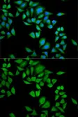 Anti-QDPR antibody used in Immunocytochemistry/ Immunofluorescence (ICC/IF). GTX54559