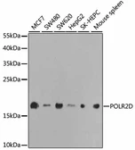 Anti-POLR2D antibody used in Western Blot (WB). GTX54623