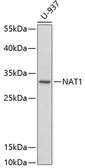 Anti-NAT1 antibody used in Western Blot (WB). GTX54641