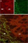 Anti-HCN4 antibody used in IHC (Frozen sections) (IHC-Fr). GTX54825