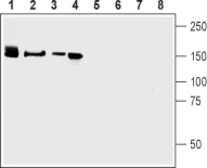 Anti-Neurexin 3 antibody used in Western Blot (WB). GTX54846