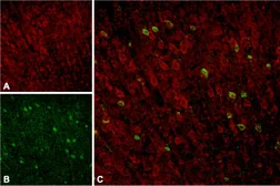 Anti-Sortilin 1 antibody used in IHC (Frozen sections) (IHC-Fr). GTX54854