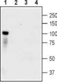 Anti-TrkC antibody used in Western Blot (WB). GTX54858