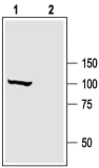 Anti-Maxi Potassium channel alpha antibody used in Western Blot (WB). GTX54874
