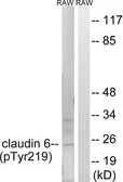 Anti-Claudin 6 (phospho Tyr219) antibody used in Western Blot (WB). GTX55353