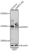 Anti-G9a antibody used in Western Blot (WB). GTX55631