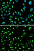 Anti-PPP4C antibody used in Immunocytochemistry/ Immunofluorescence (ICC/IF). GTX55756