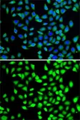 Anti-SGTA antibody used in Immunocytochemistry/ Immunofluorescence (ICC/IF). GTX55797