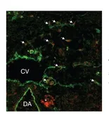 Anti-SOX18 antibody used in Immunocytochemistry/ Immunofluorescence (ICC/IF). GTX57216