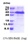 Human Fank1 protein, His tag. GTX57275-pro