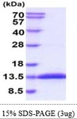 Mouse Glutaredoxin 1 protein, His tag. GTX57280-pro