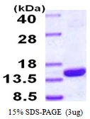 Human PSMG4 protein, His tag. GTX57426-pro