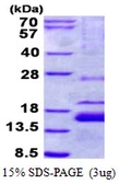 Human XAGE1B protein, His tag. GTX57450-pro
